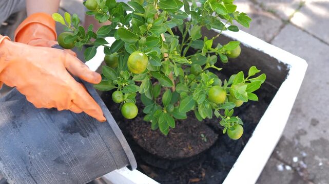 Close-up of planting a young orange tree into a planter with fresh soil. Organic gardening, home grown fruit, and healthy sustainable lifestyle concept