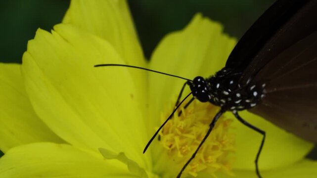 Abstract macro insect on yellow flower vibrant spring background texture nature