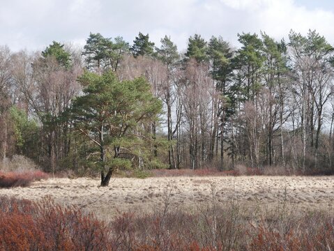 Raakmoor-Naturschutzgebiet in Hamburg-Nord