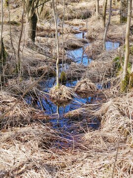 Naturschutzgebiet Raakmoor in Hamburg-Lagenhorn