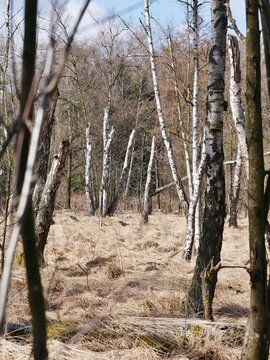 Raakmoor-Naturschutzgebiet in Hamburg-Nord