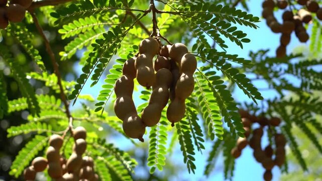 Ripe Tamarind Fruit Hanging from a Tree in a Tropical Environment with Green Leaves and Blue Sky
