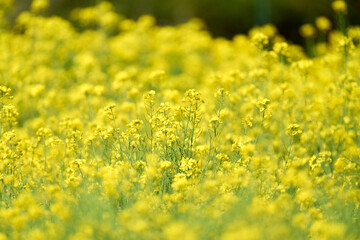 Obraz premium Canola flowers (Rapeseed) in full bloom at a sunny park in spring.
