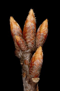 Northern Red Oak (Quercus rubra). Terminal Buds Closeup
