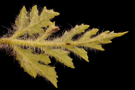 Sweet Watermelon (Citrullus lanatus). Leaf Closeup