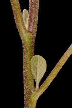 Eggplant (Solanum melongena). Young Cauline Leaves Closeup