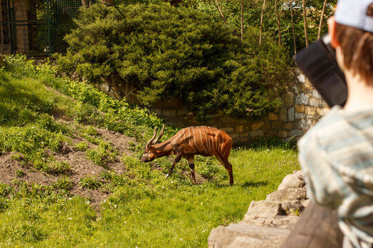 Bongo antelope standing on green hillside with vegetation