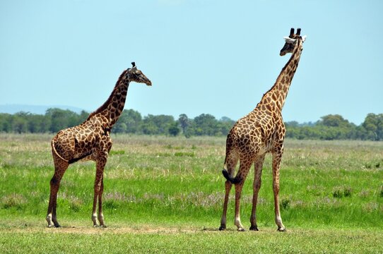 Giraffen im Mikumi-Nationalpark