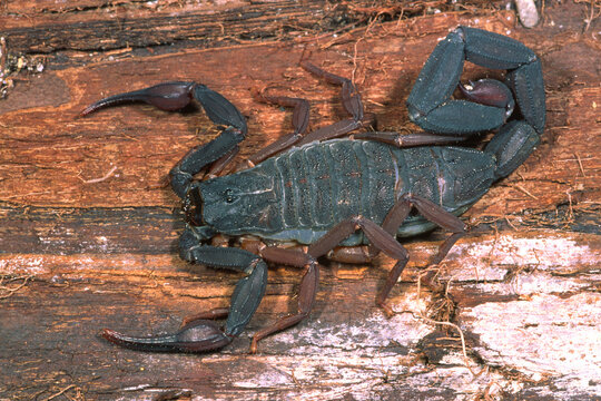 Brown bark scorpion, Centruroides gracilis.