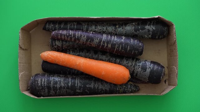 Top-down view rotating over a cardboard punnet of fresh purple carrots with a single orange one, emphasizing diversity and uniqueness