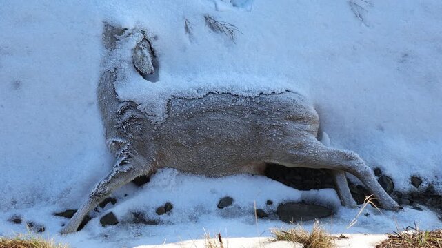 Frozen Dead Roe Deer (Capreolus capreolus) Lying in Deep Snow, Harsh Winter Wildlife Mortality and Circle of Life Concept