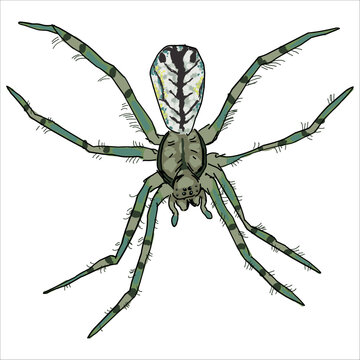 Illustration of the orchard orbweaver spider. Leucauge venusta. Colorful, hand-drawn, vector illustration. Picturesque. Unique detailed stylization. Print on sketchbooks, stickers, postcards