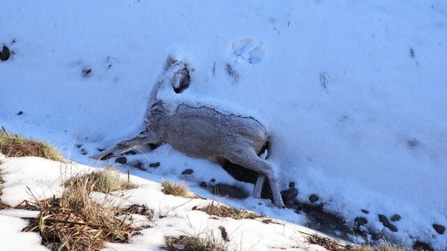 Frozen Dead Roe Deer (Capreolus capreolus) Lying in Deep Snow, Harsh Winter Wildlife Mortality and Circle of Life Concept
