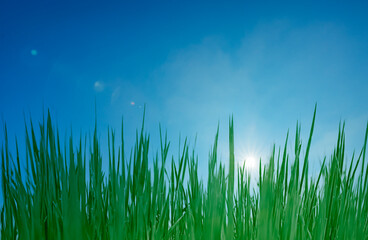 Fototapeta premium Grüne Grashalme vor seinem blauen Himmel