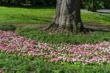 Flower bed of pink English daisies (Bellis perennis) surrounding a tree trunk with visible roots in a shaded park area © TatiG