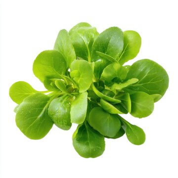 Fresh Green Lambs Lettuce With Water Droplets Studio Shot White Background Vibrant