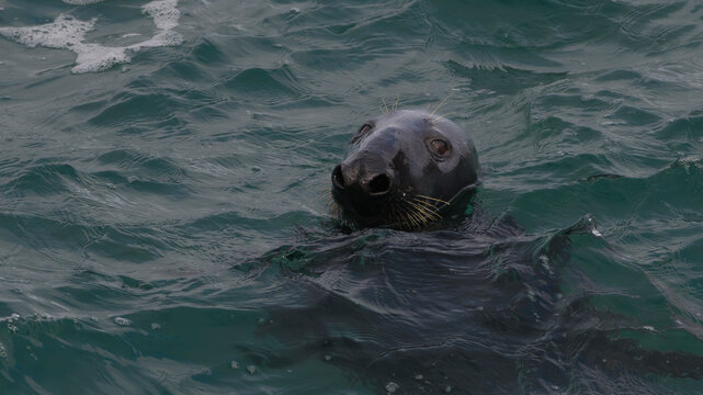 Phoque gris sur le littoral breton