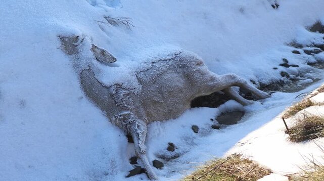 Frozen Dead Roe Deer (Capreolus capreolus) Lying in Deep Snow, Harsh Winter Wildlife Mortality and Circle of Life Concept