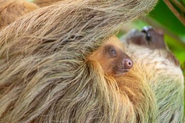 Naklejka premium Daytime, two-toed sloth (Choloepura hoffmanni) with baby on belly hanging in almond tree. Cahuita National Park, Limon, Costa Rica.