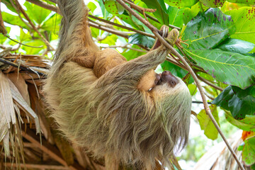 Naklejka premium Daytime, two-toed sloth (Choloepura hoffmanni) with baby two-toed sloths mother and baby touching tongues while hanging in an almond tree. Cahuita National Park, Limon, Costa Rica.