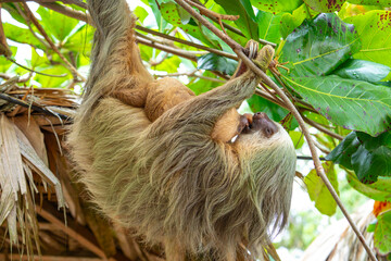 Naklejka premium Daytime, two-toed sloth (Choloepura hoffmanni) with baby two-toed sloths mother and baby touching tongues while hanging in an almond tree. Cahuita National Park, Limon, Costa Rica.