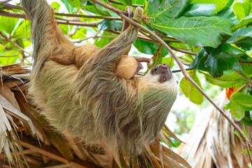 Naklejka premium Daytime, two-toed sloth (Choloepura hoffmanni) with baby on belly hanging in almond tree. Cahuita National Park, Limon, Costa Rica.