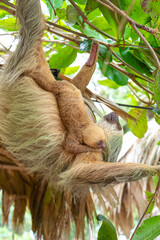 Naklejka premium Daytime, two-toed sloth (Choloepura hoffmanni) with baby on belly hanging in almond tree. Cahuita National Park, Limon, Costa Rica.