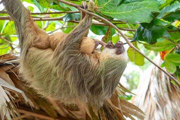 Naklejka premium Daytime, two-toed sloth (Choloepura hoffmanni) with baby on belly hanging in almond tree. Cahuita National Park, Limon, Costa Rica.