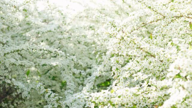 穏やかな春の風に揺れるユキヤナギの白い花