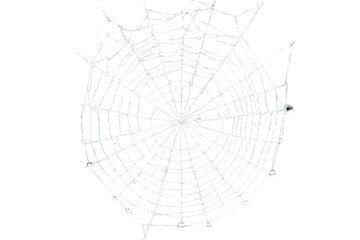 Obraz premium Spider web with glistening dew drops on transparent background, intricate silk threads forming a delicate nature trap for insects