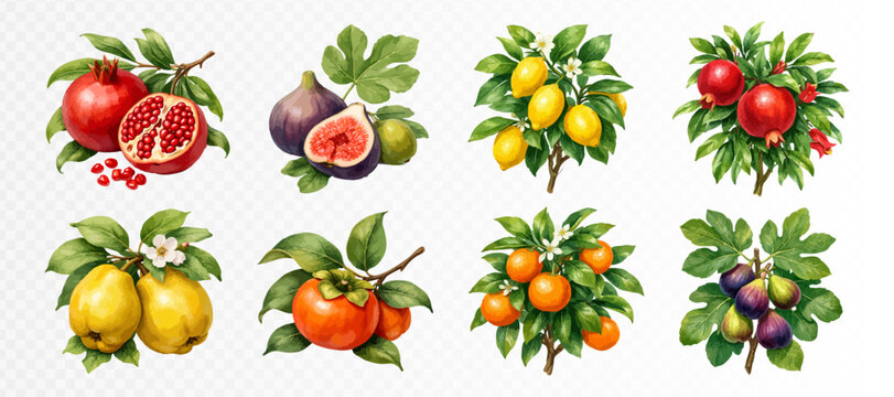 Botanical tropical fruit set with pomegranate, fig, kumquat, lemon, persimmon, orange and plum branches, richly painted orchard collection with lush leaves and blossoms. Vector