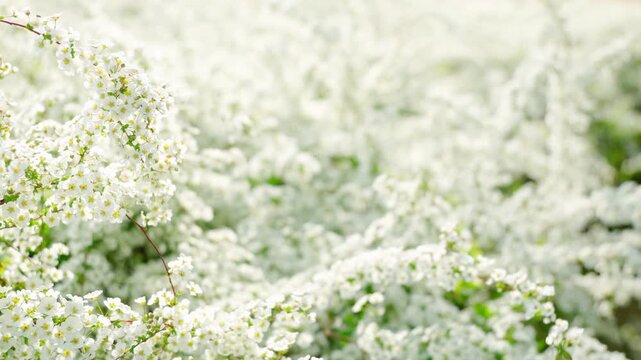 穏やかな風に揺れるユキヤナギの白く小さい花。春の空気感漂うソフトフォーカス映像