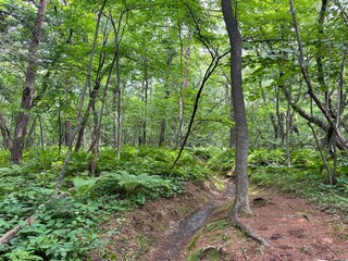 Fototapeta premium scenery in Karuizawa, Nagano, Japan 