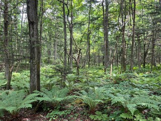 Obraz premium scenery in Karuizawa, Nagano, Japan 