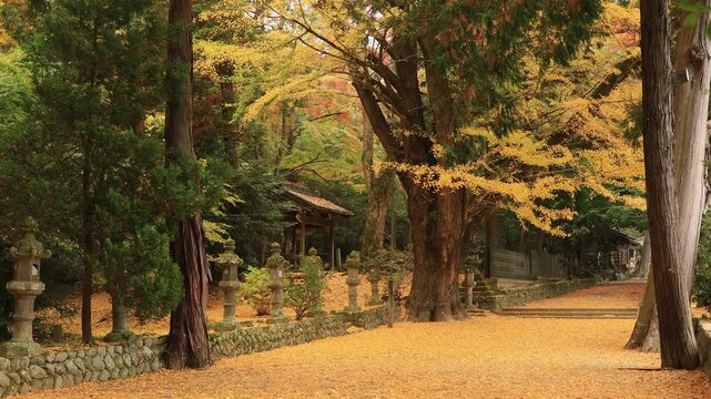 Short Clip: 4K Autumn Ginkgo Leaf Carpet at Shinto Shrine Grounds in Japan | No Audio | Color Graded