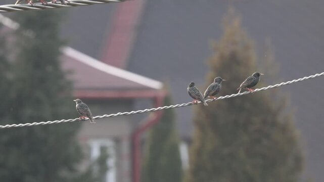 Common Starlings (Sturnus vulgaris) interacting on a power line. Urban wildlife and flocking bird behavior.