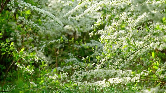 秘密の小道のように見えるユキヤナギのトンネル。光と影が織りなす幻想的な春の風景