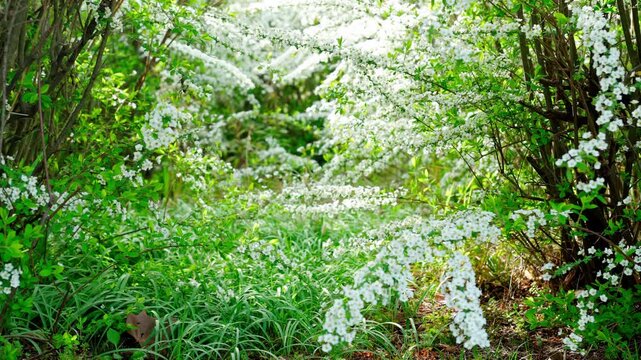 秘密の小道のように見えるユキヤナギのトンネル。光と影が織りなす幻想的な春の風景