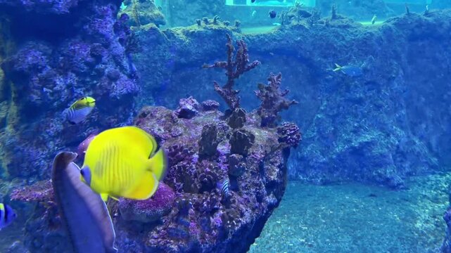 Bright yellow tang fish swimming near a coral reef. Vibrant Zebrasoma flavescens in a blue water environment. Concept of tropical marine life and exotic ocean beauty.
