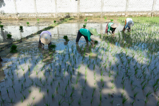 Planting Tilling Rice