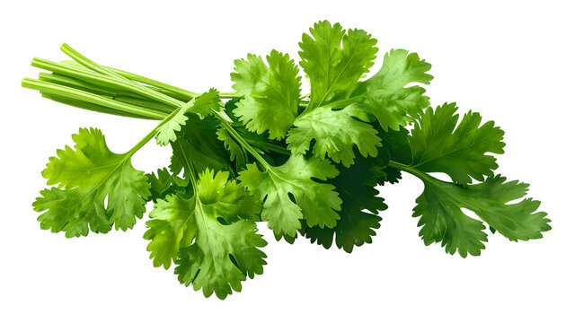 A fresh bunch of vibrant green herb with delicate, lobed leaves