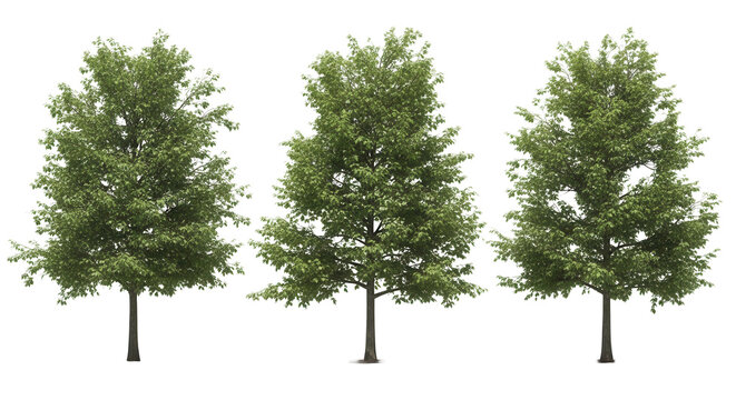 Set of 3 Quercus palustris (also called pin oak, swamp oak, or swamp Spanish oak) frontal set street trees isolated png in sunny daylight on a transparent background perfectly cutout