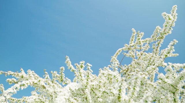 青空を背景に穏やかな春の風に揺れるユキヤナギの白い花