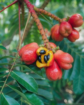 Ackee (Blighia sapida) &ndash; On Tree.
