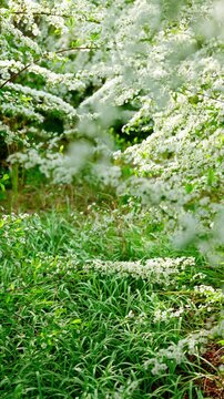 秘密の小道のように見えるユキヤナギのトンネル。光と影が織りなす幻想的な春の風景