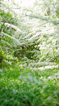 秘密の小道のように見えるユキヤナギのトンネル。光と影が織りなす幻想的な春の風景