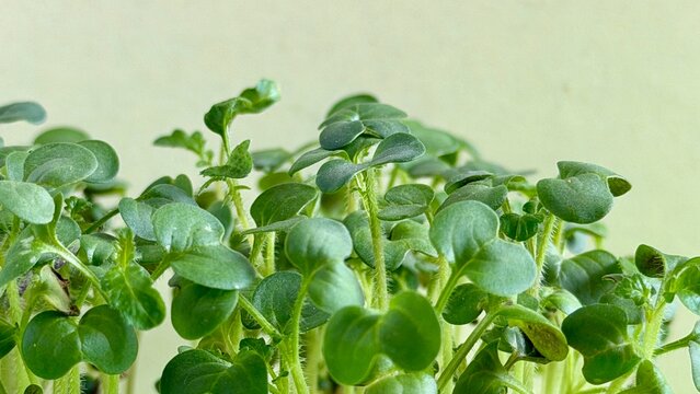 Macro view of fresh mustard microgreen sprouts against a neutral light background