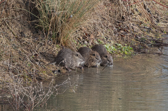 Jeunes ragondins (Myocastor coypus) regroup&eacute;s en famille au bord de l&rsquo;eau, s&rsquo;abreuvant c&ocirc;te &agrave; c&ocirc;te, museaux et moustaches visibles, illustrant une sc&egrave;ne de vie sociale en milieu aquatique naturel