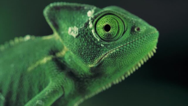 lizard, reptile, green, animal, nature, iguana, chameleon, gecko, dragon, wildlife, wild, zoo, eye, tropical, pet, scales, creature, camouflage, closeup, tree, macro, basilisk