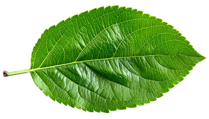 Obraz premium A vibrant, detailed close-up of a single, textured green leaf against a stark black background